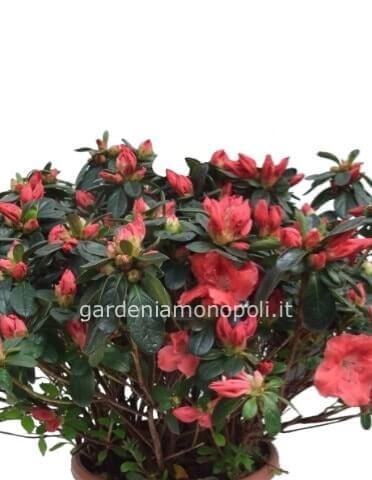 Azalea 