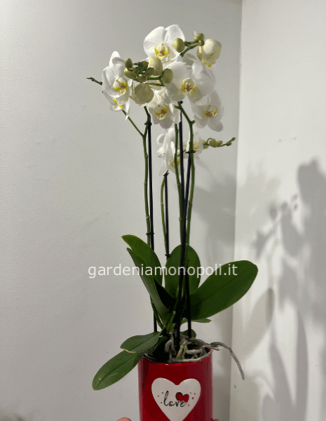 Phalaenopsis 4 steli con vaso in ceramica (h 50 cm/ d.13)