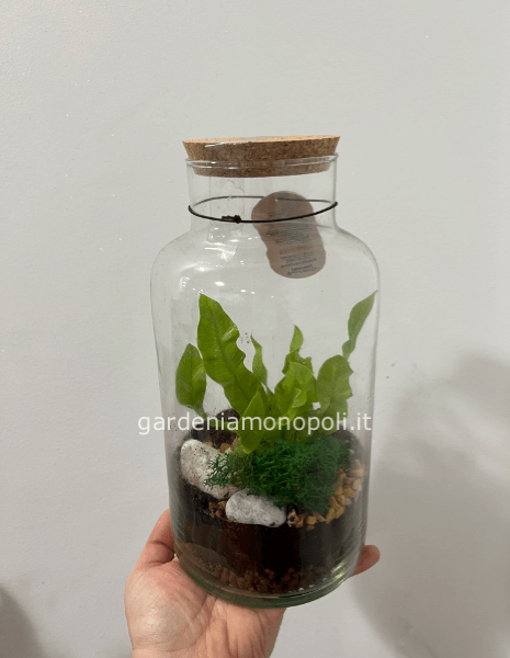 Terrario piccolo 