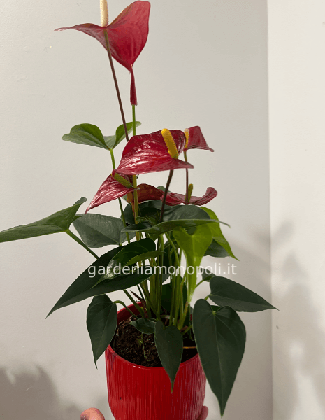 Anthurium mini 