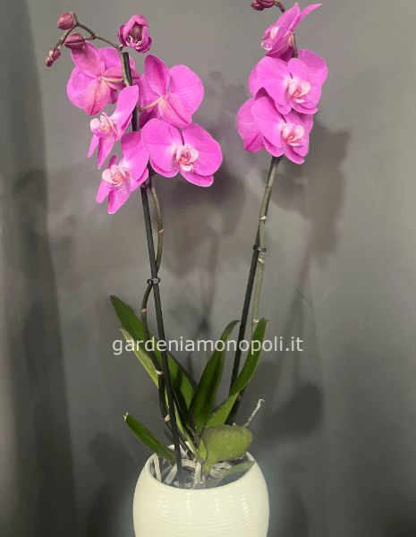 Orchidea con vaso 