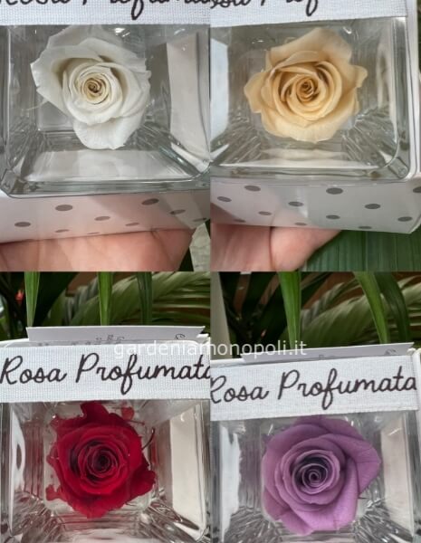 Rosa stabilizzata cubo 6x6