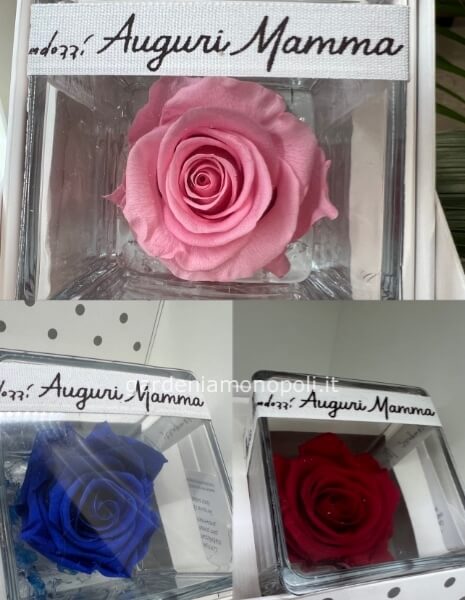 Rosa stabilizzata augurale cubo 8x8