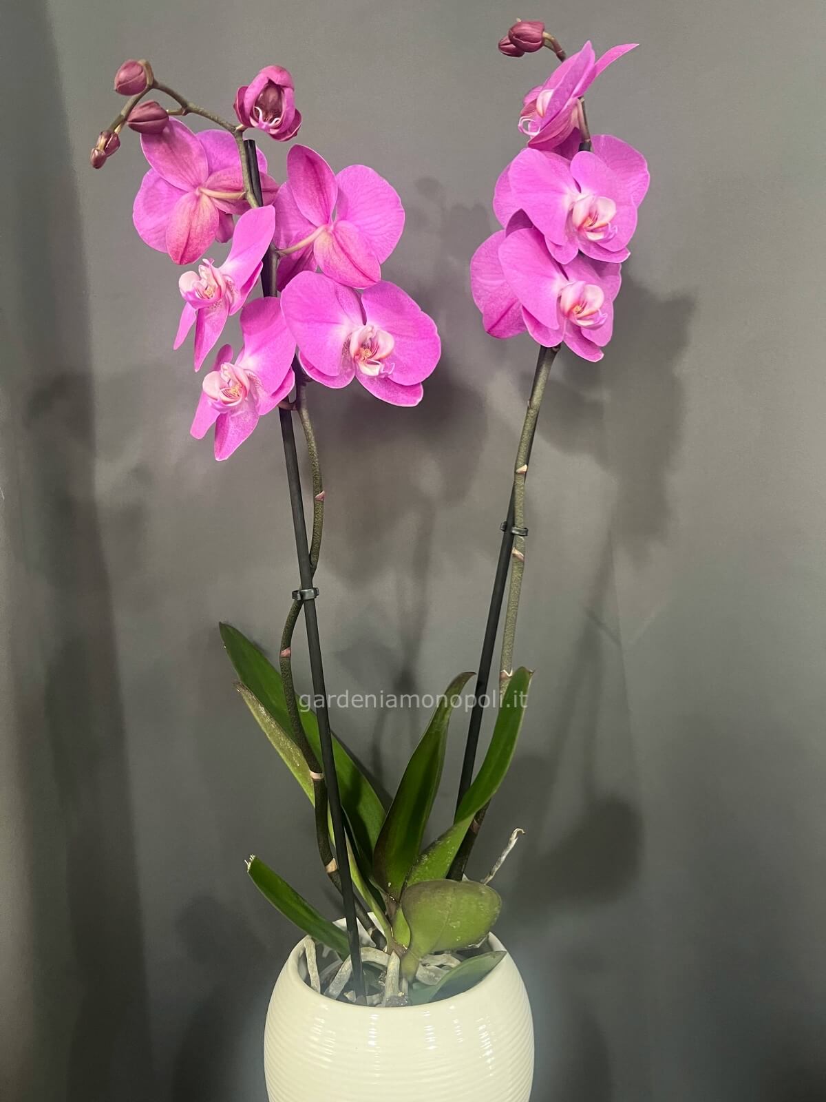 Mini Orchidea con vaso ondulato – COMETA FEDERFIORI Mini Orchidea con vaso ondulato – COMETA FEDERFIORI